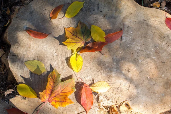 Bunte Herbstblätter Fallen Auf Eine Holzoberfläche — Stockfoto
