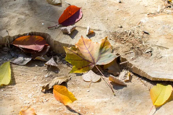 Bunte Herbstblätter Fallen Auf Eine Holzoberfläche — Stockfoto