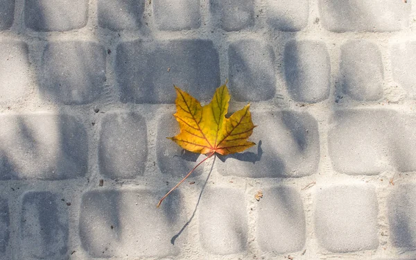 Herbstblatt Auf Graue Betonoberfläche Gefallen — Stockfoto