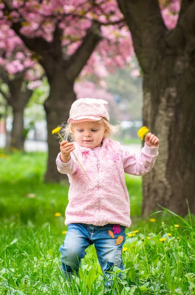 Pleasure çiçeklenme ile Bahçe kiraz çiçeği ile oynarken küçük sevimli sarışın