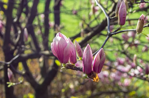 Magnolienblüten auf natürlich verschwommenem Hintergrund. — Stockfoto