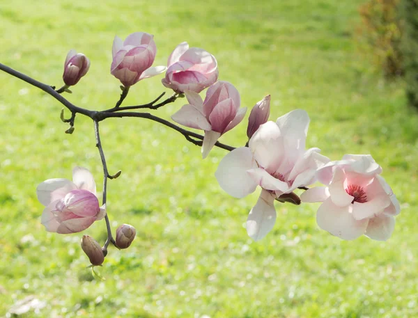 Květ Magnolie s pupeny na pozadí zelené — Stock fotografie