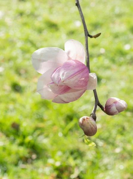 Magnolia fleur avec des bourgeons sur un fond de vert — Photo
