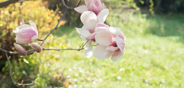 Flor de magnolia con brotes sobre un fondo de verde — Foto de Stock