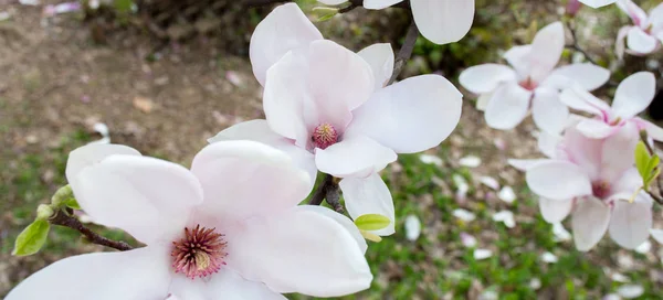 Branch of white magnolia tree flowers — Stock Photo, Image
