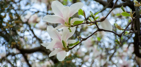 Branch of white magnolia tree flowers — Stock Photo, Image