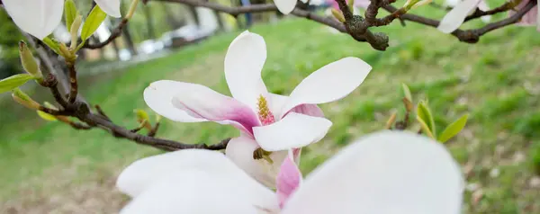 Beyaz manolya ağacı çiçekler şube — Stok fotoğraf