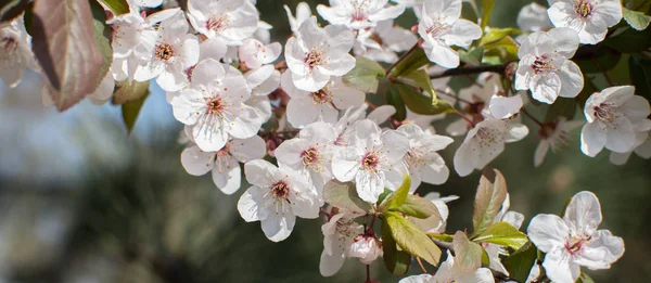 Os galhos flores de cereja brancas florescem na luz doce borrada — Fotografia de Stock