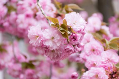 bulanık pembe bahçede bir çiçek açan sakura ağacının dal