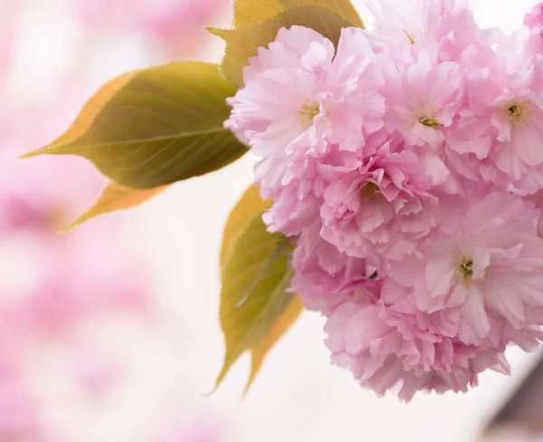 Sakura tree flowers bloomed on a blurred pink background — Stock Photo, Image