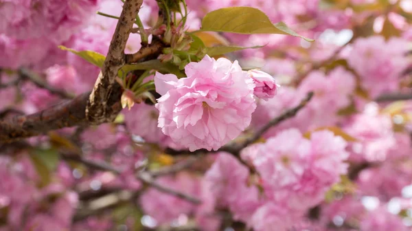 Sakura árvores flores floresceram em um fundo rosa borrado — Fotografia de Stock