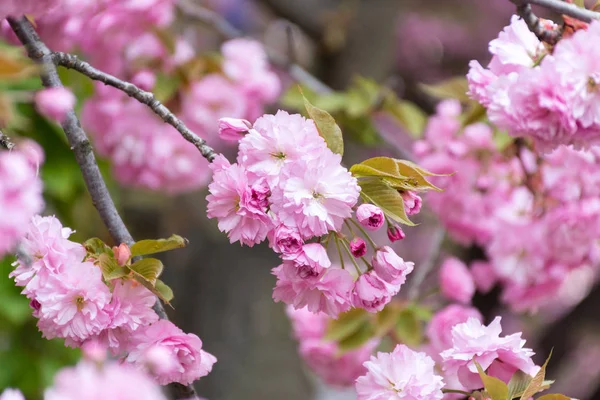 Galho de uma árvore sakura florescente no jardim em um rosa borrado — Fotografia de Stock