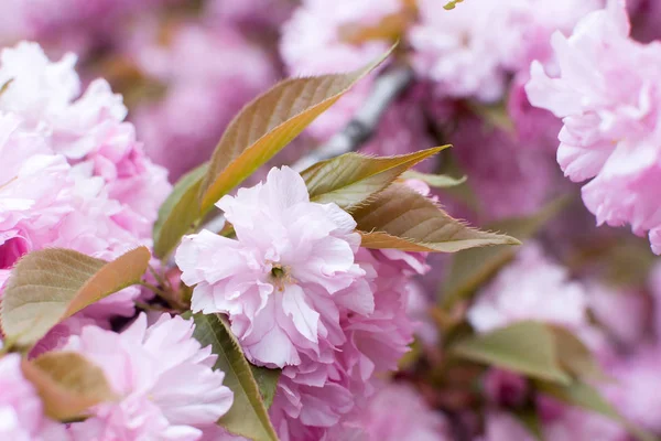 Sakura tree flowers bloomed on a blurred pink background — Stock Photo, Image