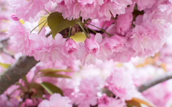 Sakura tree flowers bloomed on a blurred pink background — Stock Photo, Image