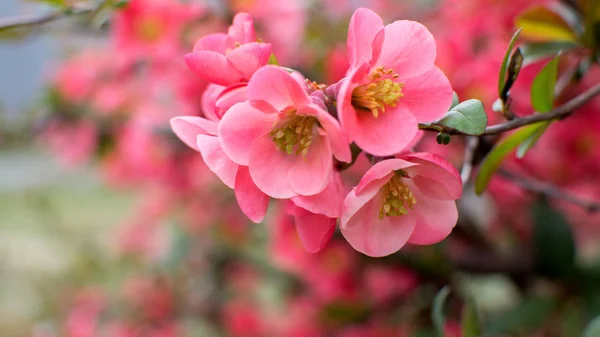 tomurcukları ile güzel pembe çiçekler bir çalı üzerinde çiçekli 