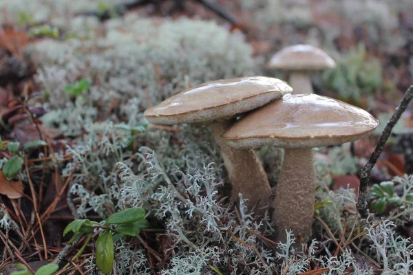 close up of mushrooms growing in the forest