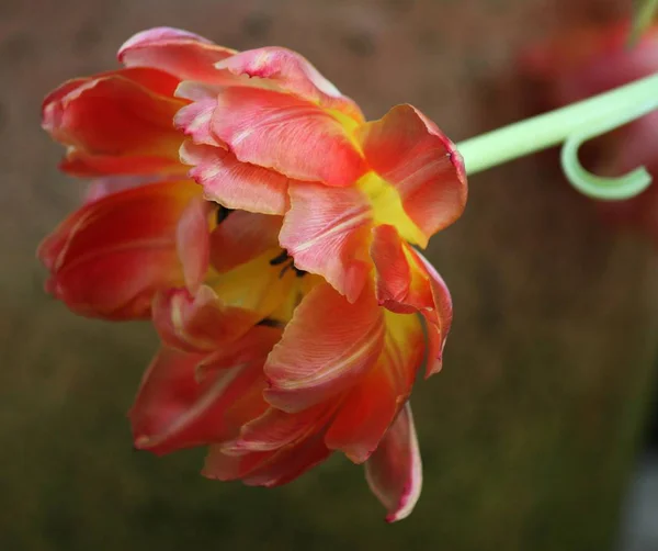 close up of spring Tulip flower garden view