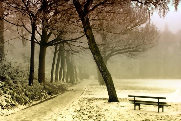 Winter park with lonely bench