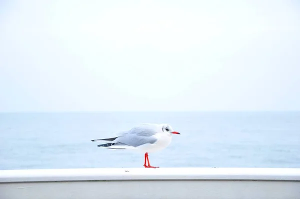 Seagull Pos ing outdoors at the daytime