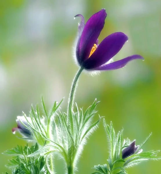 close up of Purple Flowers garden freshness