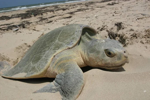 Turtle resting on sand Shore