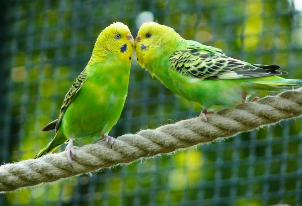 Budgerigars birds kissing in nature