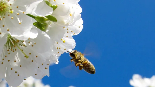 Nature flower with honey bee closeup view