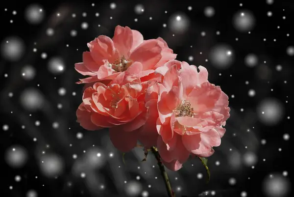 close up of Pink Flowers