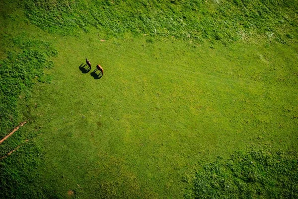 aerial view of Horses grasing in the field