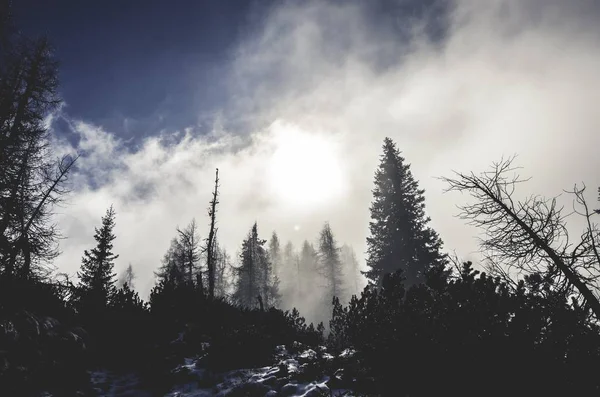 Nature in forest with firs trees