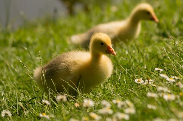 Little Goslings playing on grass