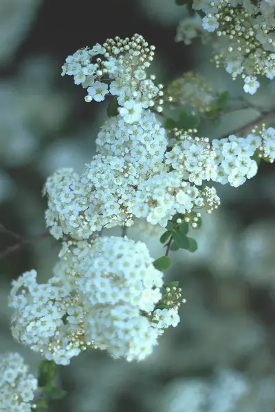 close up of White Flowers  on the tree branch