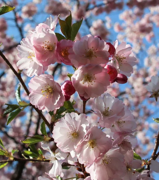 close up of Blooming pink Flowers