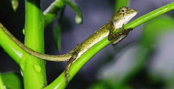 Wild Lizard on green plant closeup