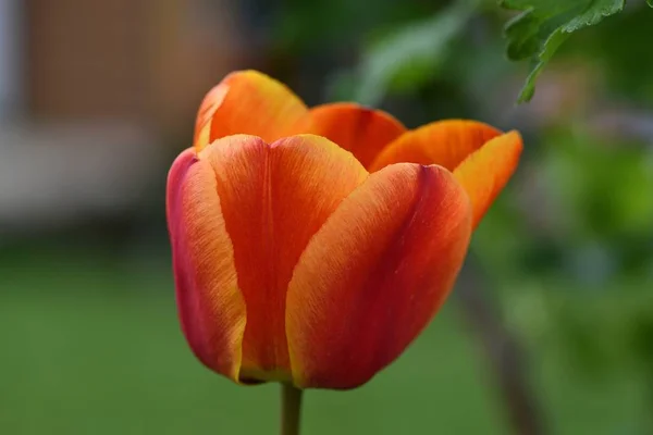 Orange Tulip Flower in the Garden