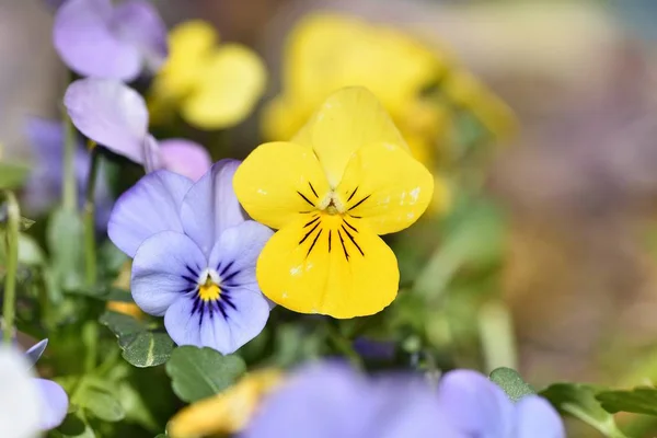 Blooming yellow and blue flower