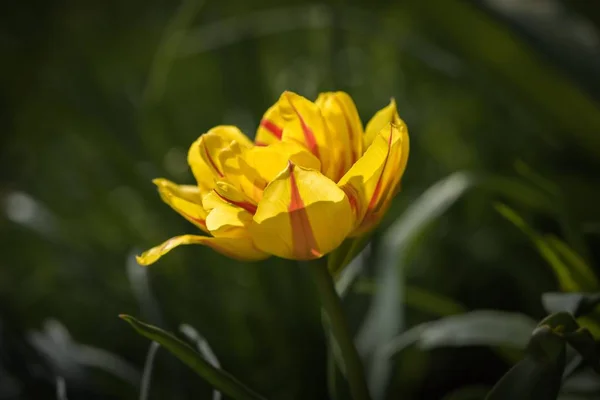 close up of spring beautiful Yellow Tulip
