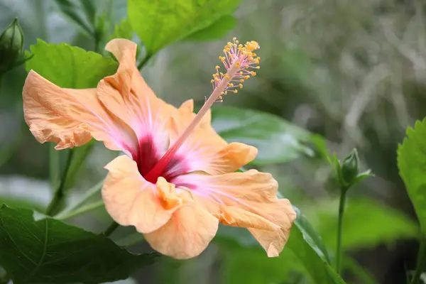 Fresh Hibiscus yellow fragrance