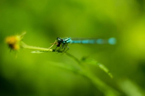 Dragonfly Closeup on flower