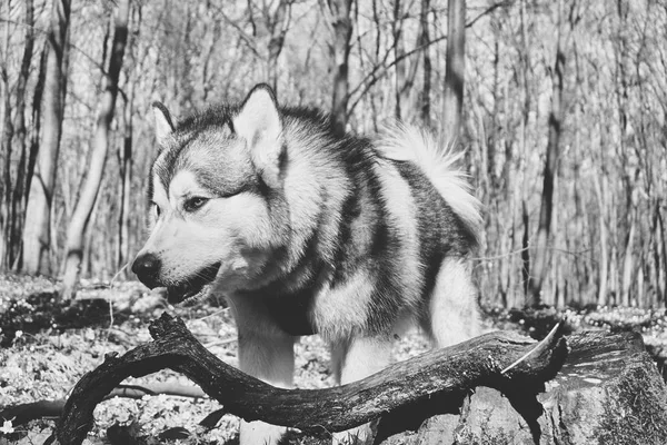 Wild Dog in the Forest