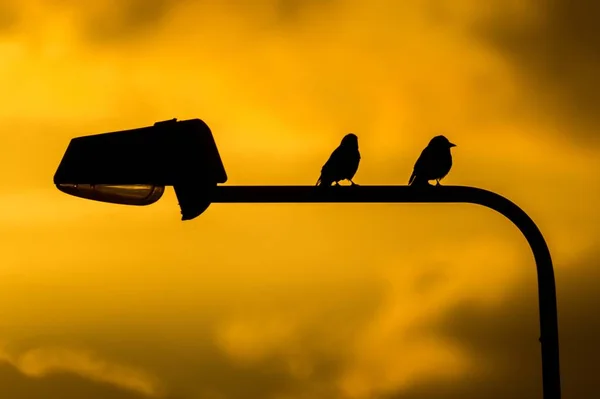 Silhouettes of Birds at Sunset on pole