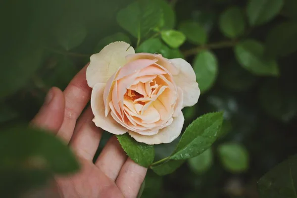 Rose flower fragrance garden
