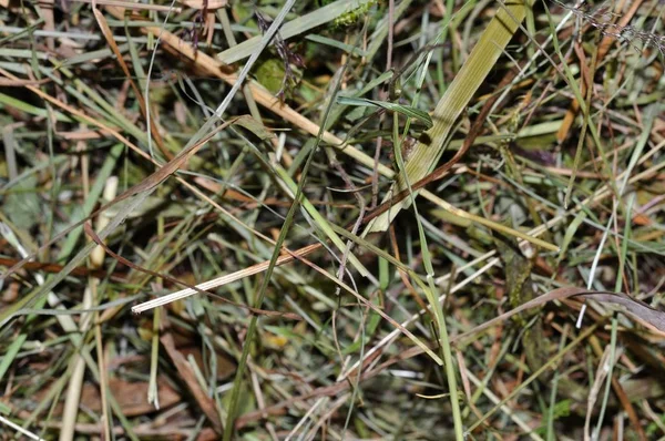 close up of fodder grass