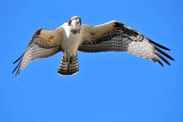 Giant Bird Hunting in blue sky