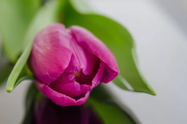 close up of spring Pink Tulip plant