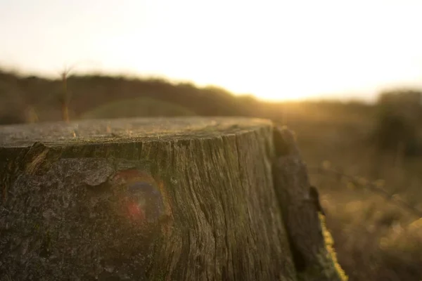 Sawed wood in forest at sunset