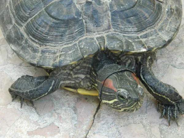 Turtle reptile animal, closeup.