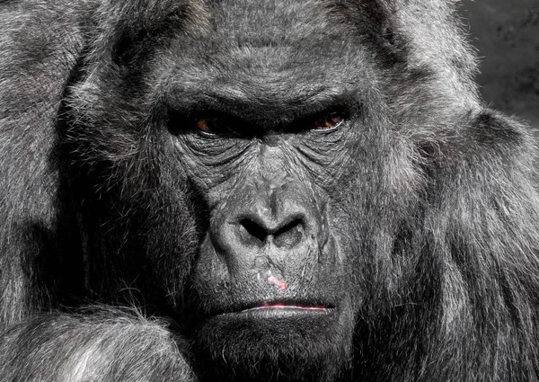 Giant Gorilla closeup portrait