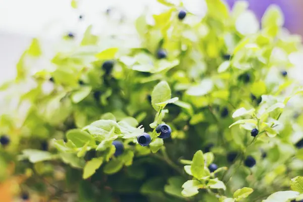 close up of Blue Berry plants