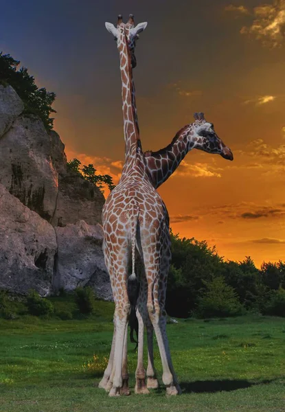 Two Giraffe in sunset